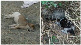  虐狗,泥土,高雄 圖/翻攝自臉書
