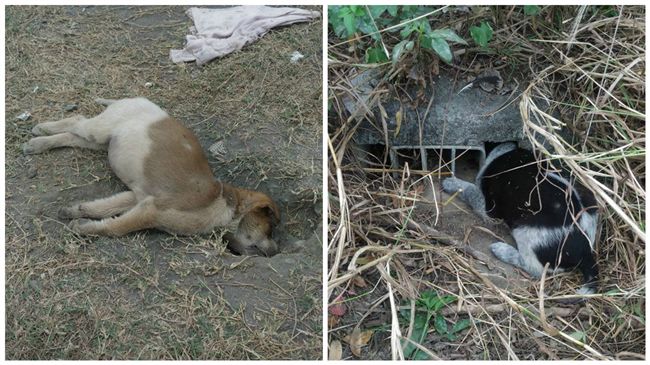 太殘忍！虐狗狂竟將幼犬「活埋悶死」