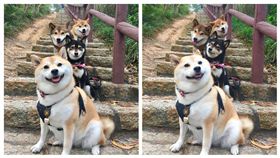 ▲（圖／翻攝自Shiba Inu Zero.Mika臉書）
https://www.facebook.com/Shiba.Zero.Mika/photos/a.546508815368755.129417.546505722035731/1373886665964295/?type=3&theater
