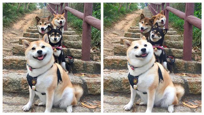 4隻柴犬合影超萌　吸引日網友瘋改圖