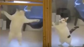 見主人終於來接牠　激動貓瘋狂彈跳