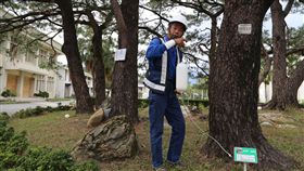 花蓮老松吊掛點滴防病蟲害　圖／中央社