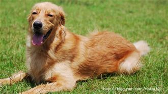 毛小孩變胖了？3秘訣輕鬆減重無負擔