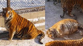 新加坡《channel8news》網站