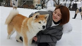 最美部落客帶路　超夯戀戀秋田犬路線