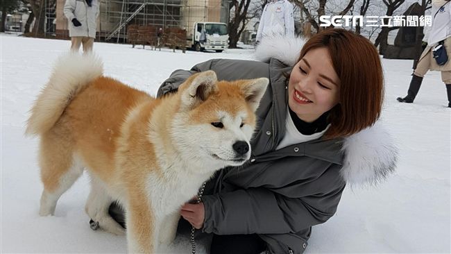 最美部落客帶路　超夯戀戀秋田犬路線