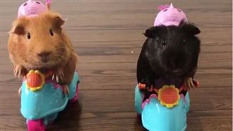 史上最萌逼車　天竺鼠騎車屁屁相撞