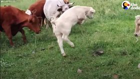 烏龜，牛（圖／翻攝自THE DODO臉書粉絲專頁）