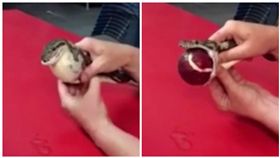 蟒蛇（圖／翻攝自YouTube）