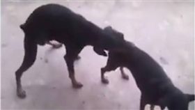 狗,交配,性行為,寵物　圖／翻攝自FB