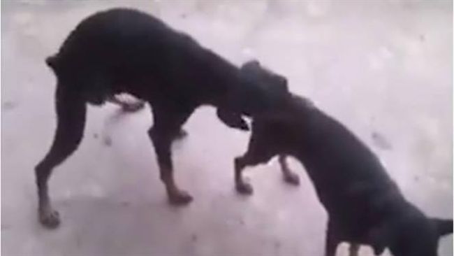 人類濫交容易病動物卻不會？關鍵是…