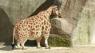 四肢肥短超勾錐　「柯基鹿」網友笑噴