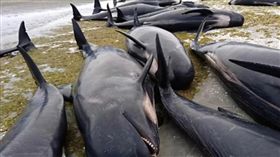 紐西蘭,鯨魚擱淺（圖／翻攝自YouTube）