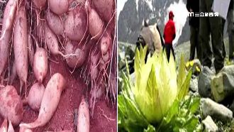 「天山雪蓮」非傳說！新竹尖石也有產