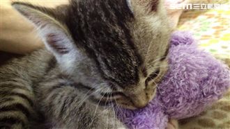 喵星人做「那檔事」嗎？看脖子就知道