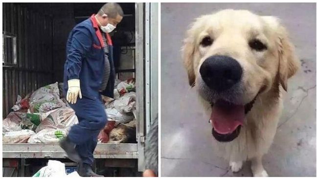 驚爆狂犬病 孕婦遭家犬抓傷後身亡全鎮大舉捕殺數百隻狗 國際 三立新聞網setn Com