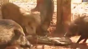 野豬，蟒蛇（圖／翻攝自YouTube）