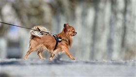 帶狗散步,寵物,毛小孩,長毛吉娃娃（圖／美聯社／達志影像）