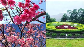 陽明山花季 圖／翻攝自IG