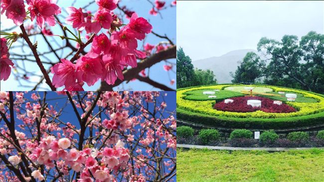 陽明山花季浪漫登場！賞櫻秘笈大公開