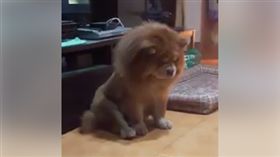 鬆獅犬邊守夜邊度估。（圖／翻攝自爆料公社臉書）