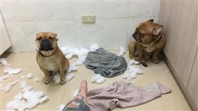 狗狗　毛小孩　寵物 https://www.facebook.com/photo.php?fbid=894986483975699&set=gm.1267287643417879&type=3&theater