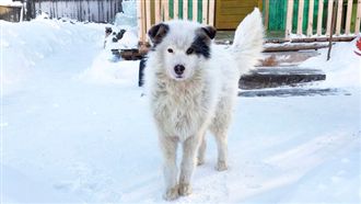 男童遭遺棄受凍兩天　狗狗取暖相救