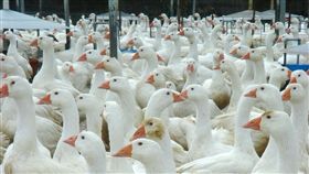 防範禽流感肆虐  禽場管理須加強／中央社