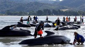 紐西蘭鯨魚擱淺／the telegraph