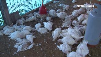 非飼料問題　農委會證實是傳人禽流感