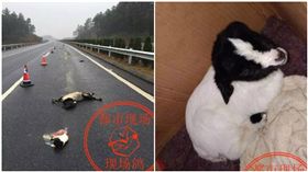 高速公路,生產,羊,寶寶,母愛,大陸,江西,小羊／微博