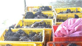 高雄屠宰場雞隻疑染禽流感遭凍存
高雄市湖內區屠宰場13日傳出來自雲林縣的雞隻疑染禽
流感，市府動物保護處採樣送驗並勒令凍存已宰殺的
3033隻雞（圖），等待採驗後做後續處理，同時執行場
區內外消毒。
（高雄市政府提供）
中央社記者王淑芬傳真　106年2月13日