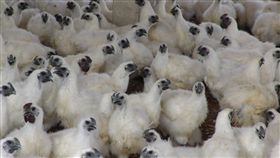 疑染禽流感H5N6　雲林私宰雞淪陷
禽流感入侵台灣東西部，H5N6病毒令人聞之色變，嘉義
縣私宰雞確定驗出後，雲林口湖一批私宰雞也淪陷，防
疫所已採樣送驗並移動管制。圖為雲林1處烏骨雞場的
烏骨雞。
（檔案照片）
中央社記者葉子綱攝　106年2月13日