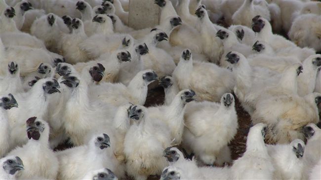 H5N6確診2案　至今共11例