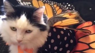 新衣水噹噹！喵皇眼神死：朕不是孔雀