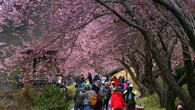 武陵農場櫻花。（圖／翻攝自武陵農場Wuling Farm臉書）