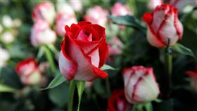 情人節、花、玫瑰（圖／路透社／達志影像）