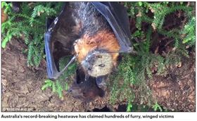 澳洲熱浪侵襲，700隻蝙蝠被熱死。（圖／翻攝自《每日郵報》）