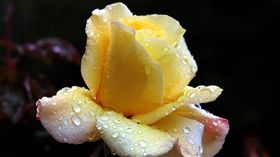 情人節、花束、花朵、玫瑰（圖／路透社／達志影像）