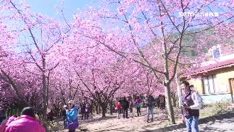 武陵賞櫻日限6千人、團客30輛巴士