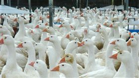 防範禽流感肆虐  禽場管理須加強／中央社