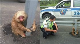 樹懶　圖／翻攝自Comisión de Tránsito del Ecuador臉書