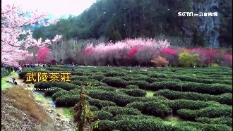 出一團淨賺2萬　蝶戀花砍價衝客量