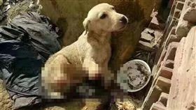 河北,三河,市場,四肢,大陸,動保人士,狗肉　圖／Guardians of Chinese Animal Protection 守护者https://goo.gl/PQpH37