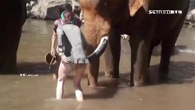 象暴怒砸車1100.