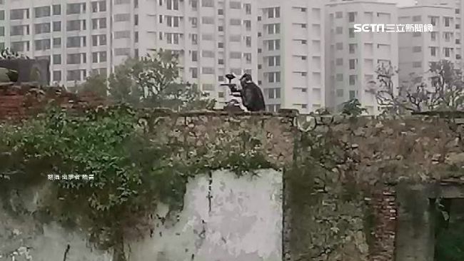 百發彈痕累累　左營古蹟成漆彈場