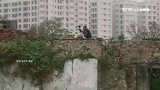 百發彈痕累累　左營古蹟成漆彈場