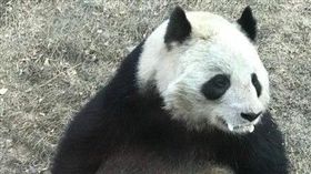 大陸貓熊蜀蘭口吐白沫／搜狐