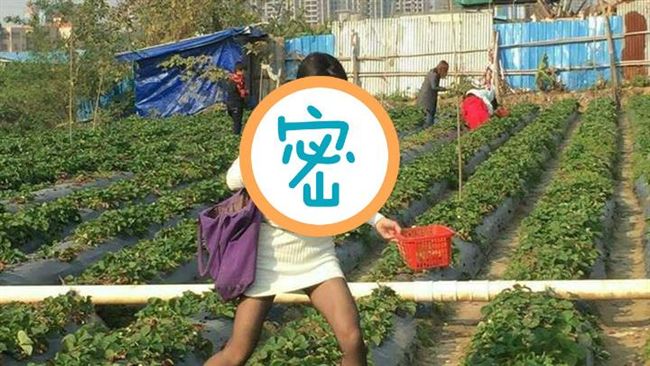 網友採草莓　竟驚見遊客「偷藏西瓜」