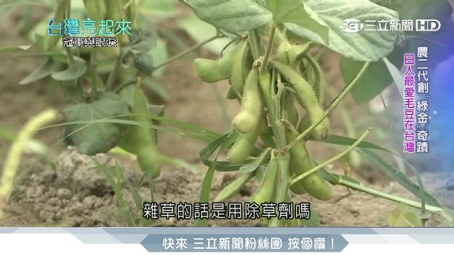 日人最愛毛豆在台灣！旗山農夫變富豪